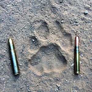 Zimbabwe Lion Track