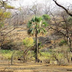 Zimbabwe Palm tree
