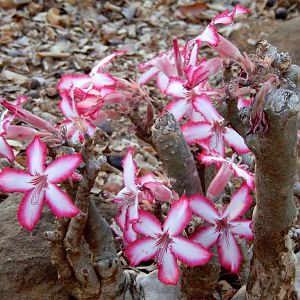 Beautiful plant life of Zimbabwe