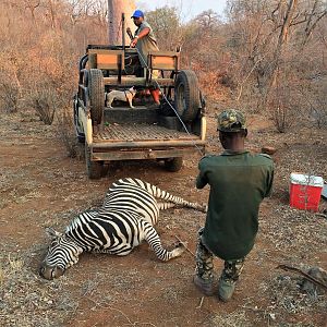 Zimbabwe Burchell's Plain Zebra Hunt