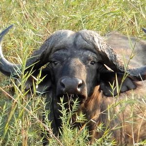 Zimbabwe Cape Buffalo
