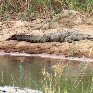 Zimbabwe Crocodile