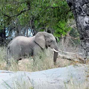 Zimbabwe Elephant