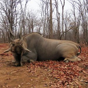 Hunting Livingstone Eland Zimbabwe