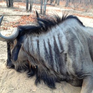 Blue Wildebeest Hunting in Zimbabwe