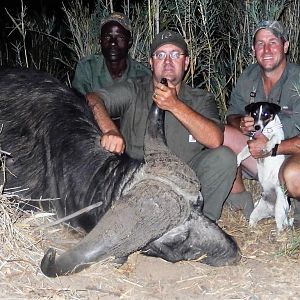 Cape Buffalo Zimbabwe Hunt