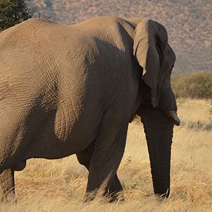 Elephant at Erindi Wildlife Preserve Namibia