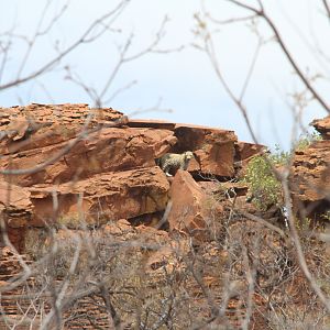 Waterberg Plateau National Park Leopard Namibia