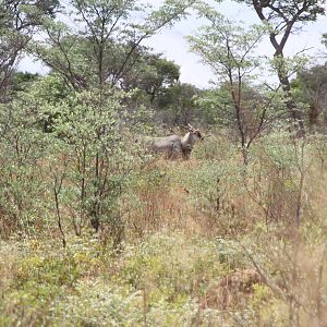 Waterberg Plateau National Park Namibia Eland