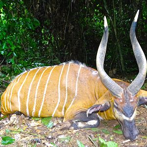 Hunting Bongo in Congo