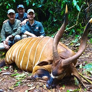 Bongo Hunt Congo