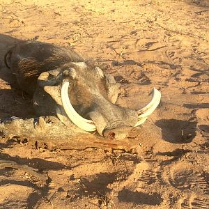 Hunting Warthog in South Africa