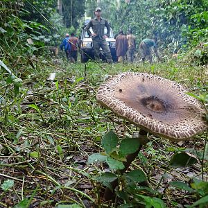 Wild Mushroom Congo