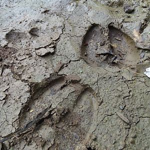 Animal Tracks Congo