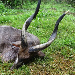 Hunt Congo Forest Sitatunga