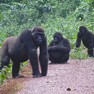 Lowland Gorilla Congo