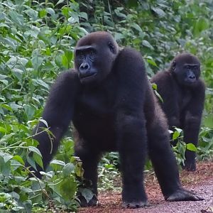 Lowland Gorilla Congo