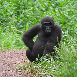 Congo Lowland Gorilla