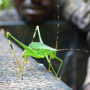 Congo Forest Insect