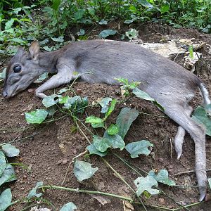 Blue Duiker Hunt in Congo