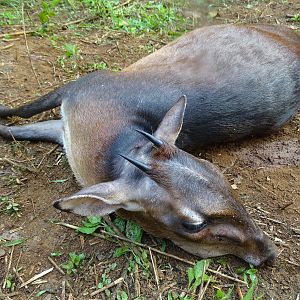 Hunting Congo Bay Duiker