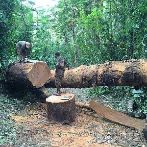 Busy working & cutting trees Congo