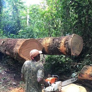 Busy working & cutting trees Congo