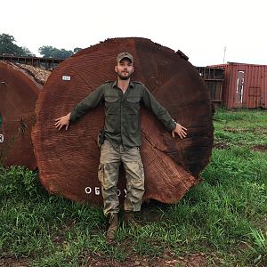 Huge tree log Congo