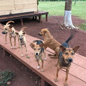 Dogs to hunt Bongo in Congo