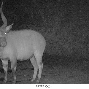 Bongo Congo Trail Cam