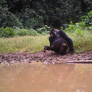Congo Trail Cam Lowland Gorilla