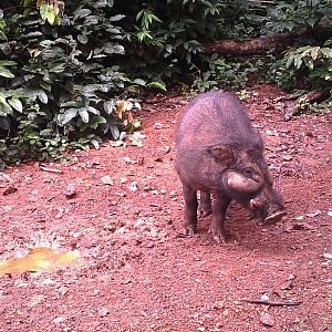 Trail Cam Congo Giant Forest Hog