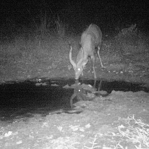 Forest Sitatunga Trail Cam Congo