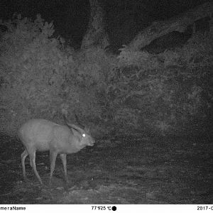 Forest Sitatunga Trail Cam Congo