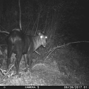 Trail Cam Yellow Backed Duiker Congo