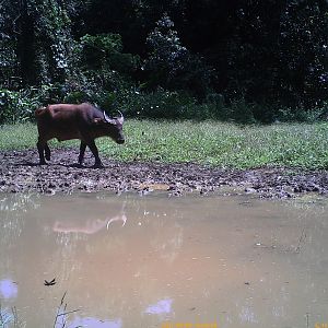 Congo Forest buffalo