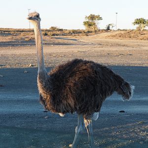 Ostrich South Africa