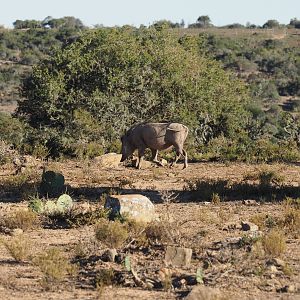 Warthog South Africa