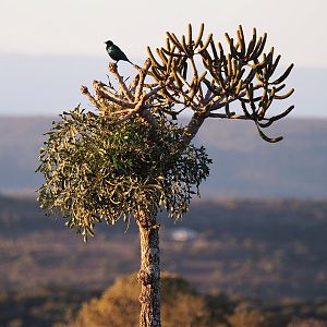South Africa Nature & Birdlife