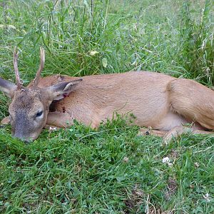 Roe Deer Cull Hunt
