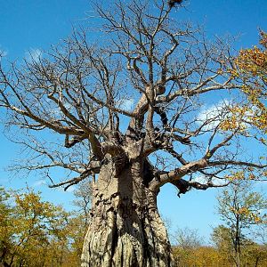 Baobab Tree Zimbabwe