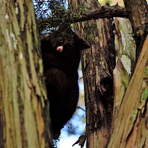 Ample Hunting, NZ