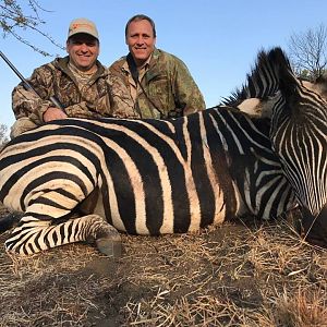 South Africa Burchell's Plain Zebra Hunt