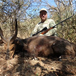 South Africa Hunting 14 1/2" Inch Bushbuck