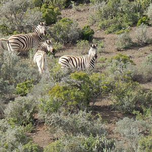 South Africa Burchell's Plain Zebra
