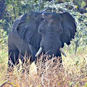 Elephant Zambia Luangwa Valley