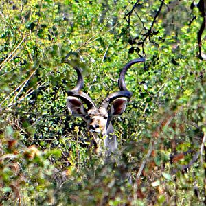 Luangwa Valley Zambia Kudu