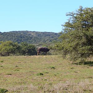 Nyala South Africa