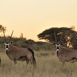 Gemsbok