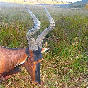 Red Hartebeest Hunt